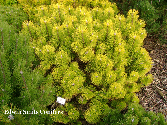 Pinus mugo 'Zundert'